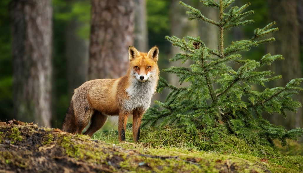 Ein Fuchs steht im Wald und blickt zum Fotografen.