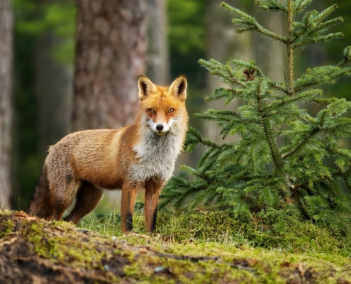 Ein Fuchs steht im Wald und blickt zum Fotografen.
